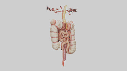 3D model Human Large Intestine Model VR / AR / low-poly
