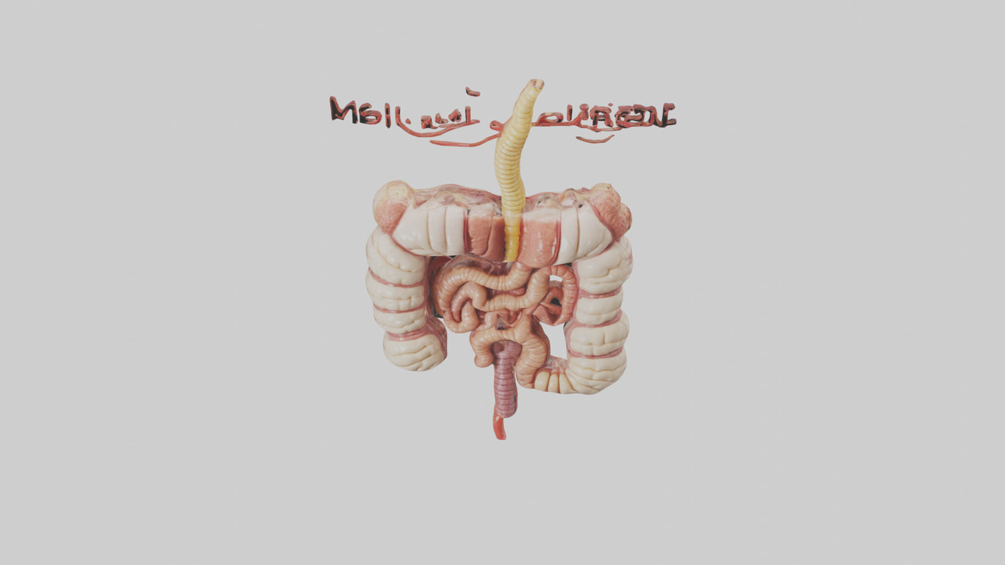 3D model Human Large Intestine Model VR / AR / low-poly