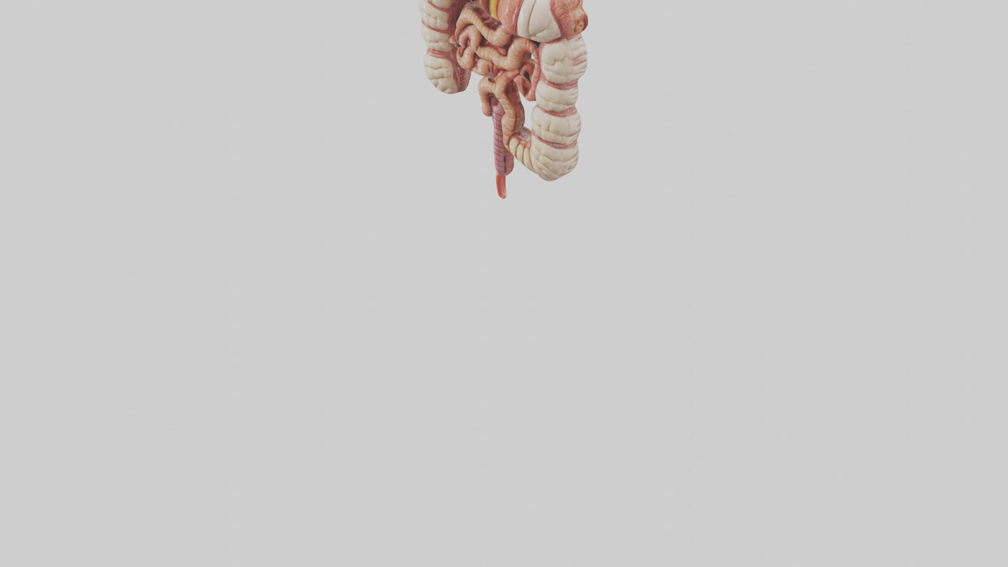 3D model Human Large Intestine Model VR / AR / low-poly