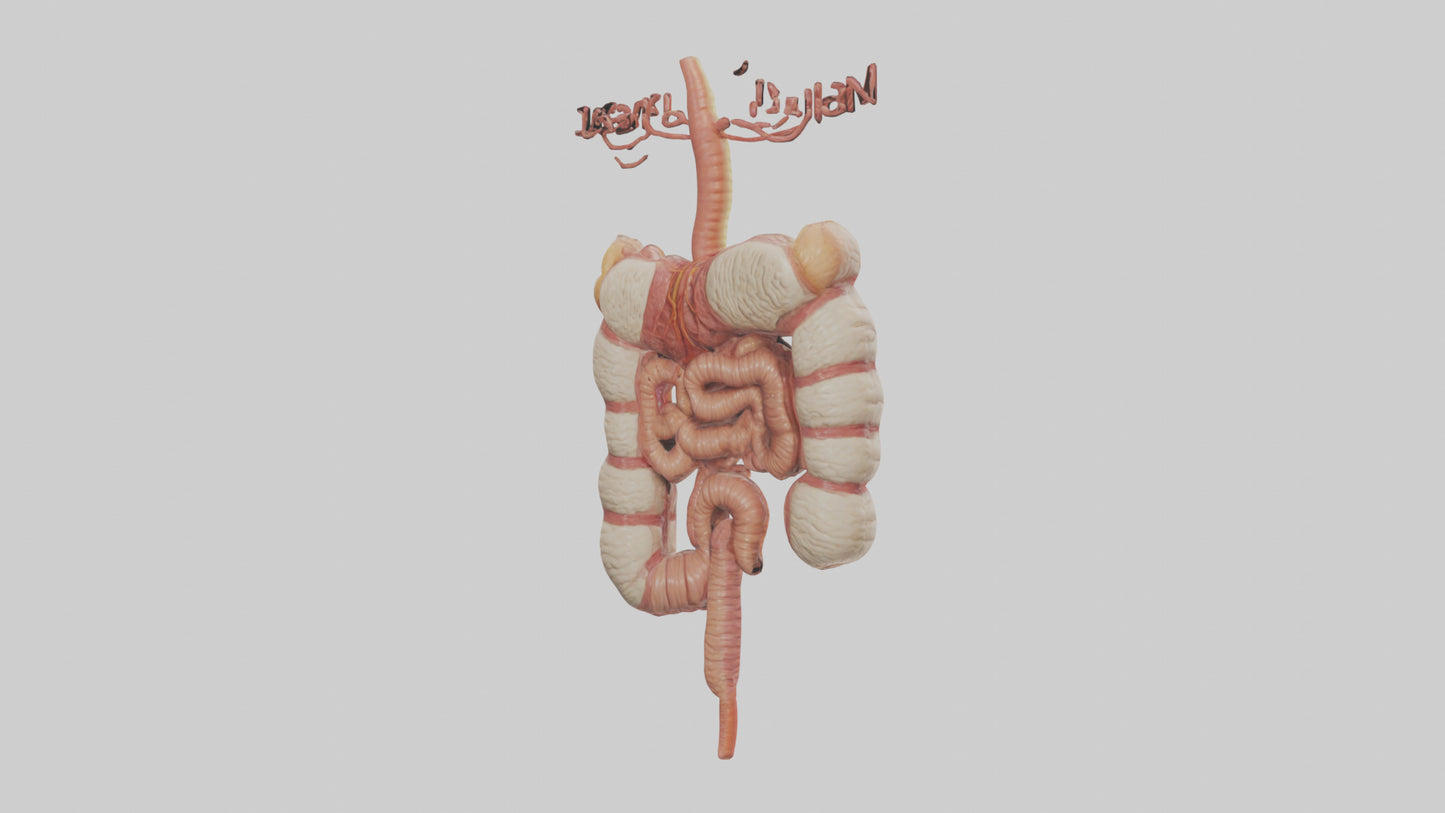 3D model Human Large Intestine Model VR / AR / low-poly