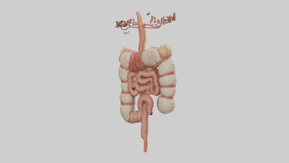 3D model Human Large Intestine Model VR / AR / low-poly