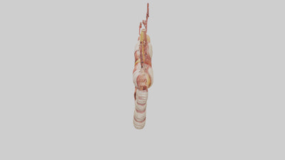3D model Human Large Intestine Model VR / AR / low-poly