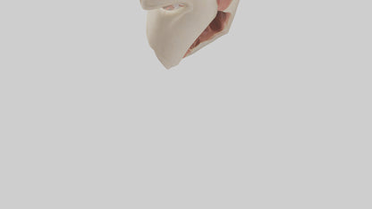 Human Larynx Model VR / AR / low-poly