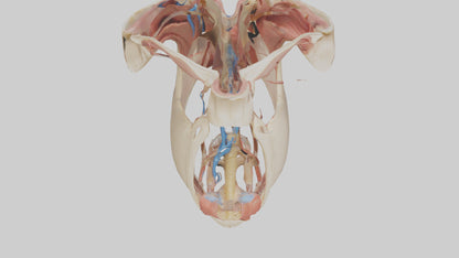 Human Larynx Model VR / AR / low-poly