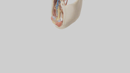Human Larynx Model VR / AR / low-poly