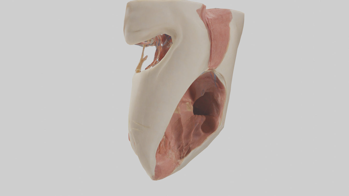 Human Larynx Model VR / AR / low-poly
