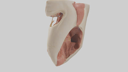 Human Larynx Model VR / AR / low-poly