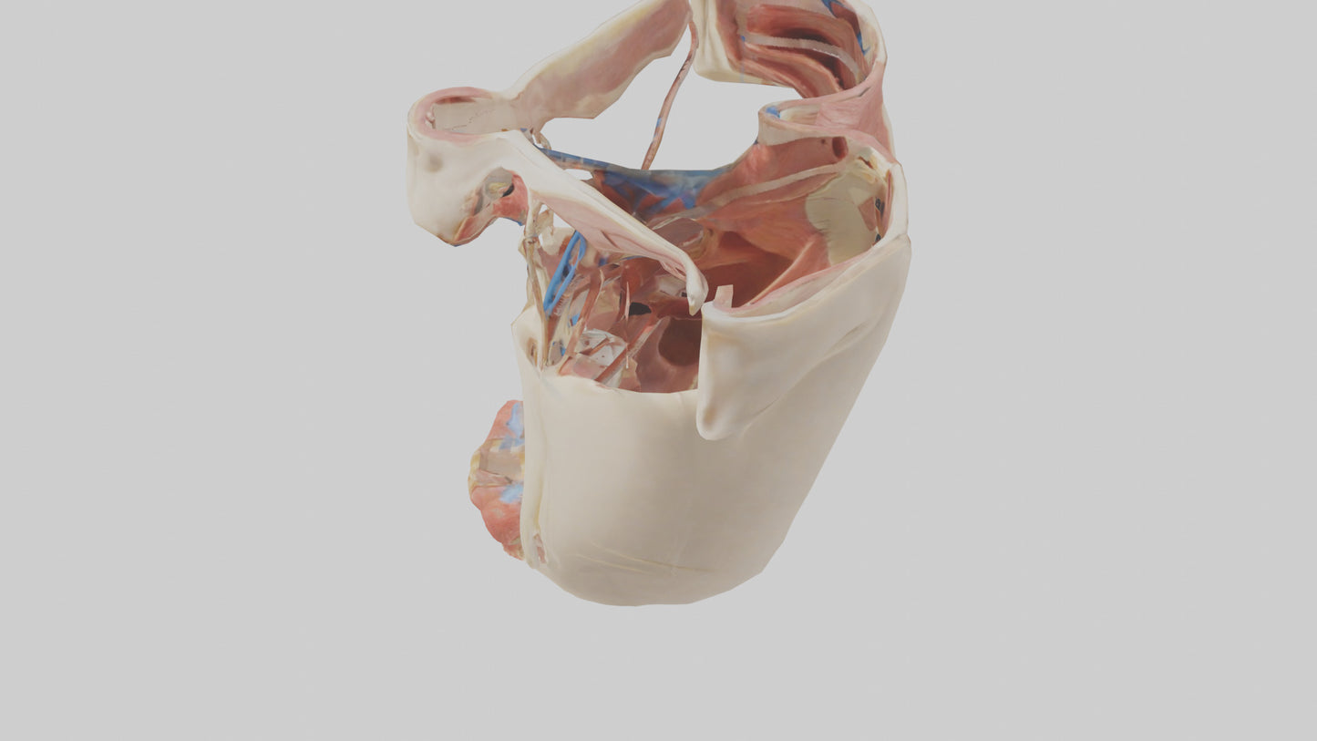 Human Larynx Model VR / AR / low-poly