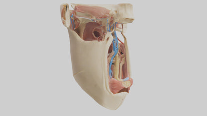 Human Larynx Model VR / AR / low-poly
