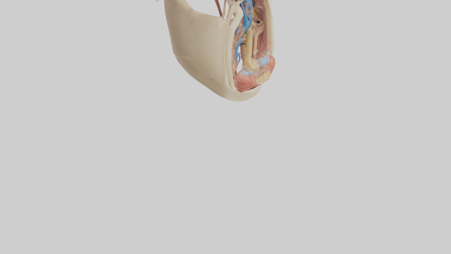 Human Larynx Model VR / AR / low-poly