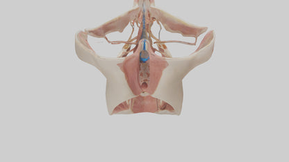Human Larynx Model VR / AR / low-poly