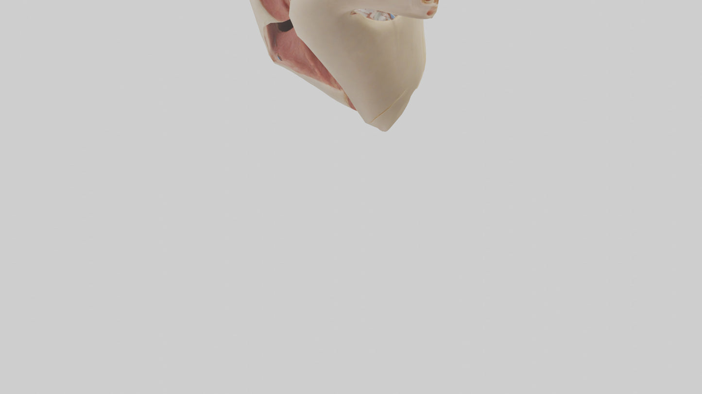 Human Larynx Model VR / AR / low-poly