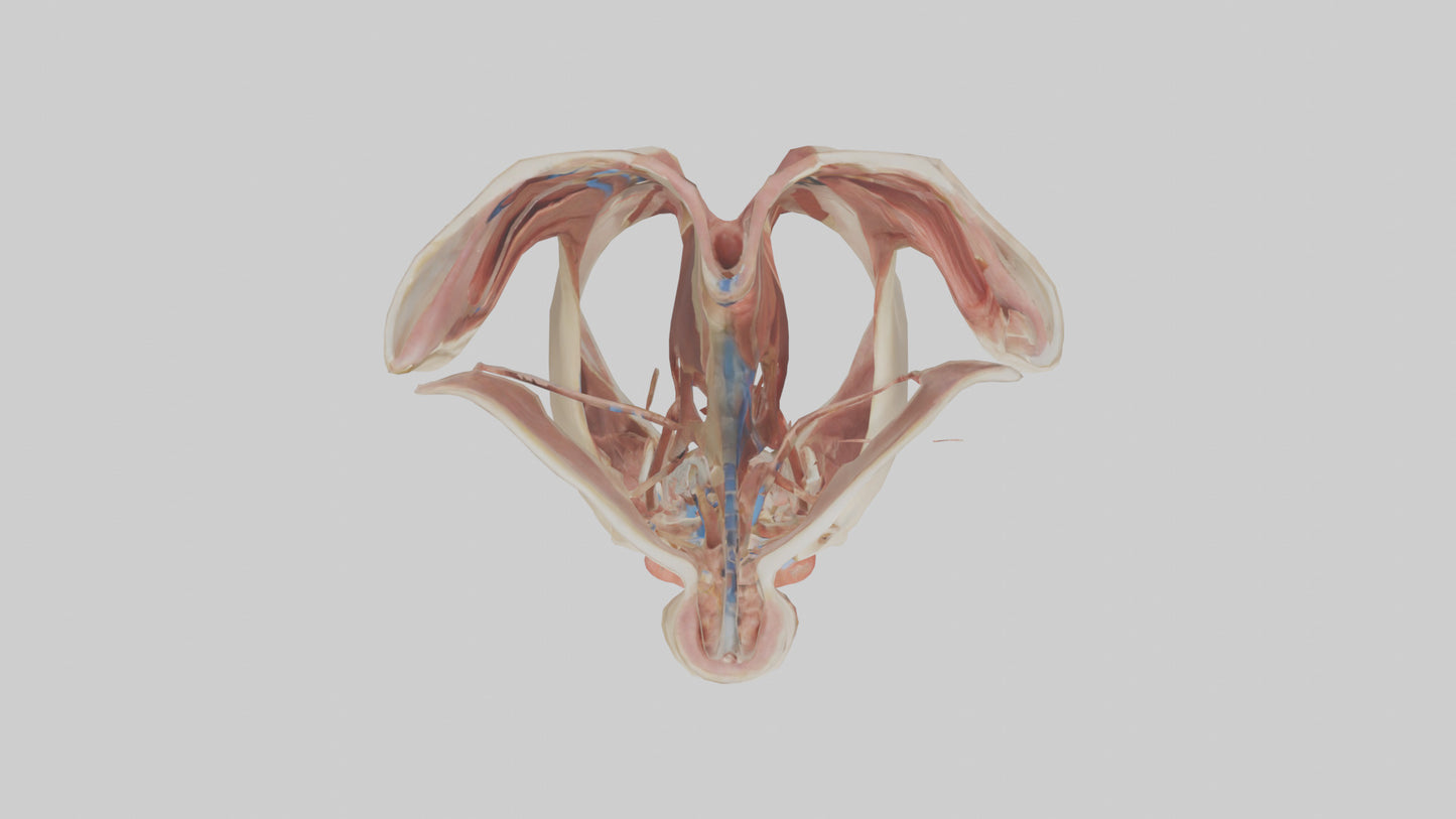 Human Larynx Model VR / AR / low-poly