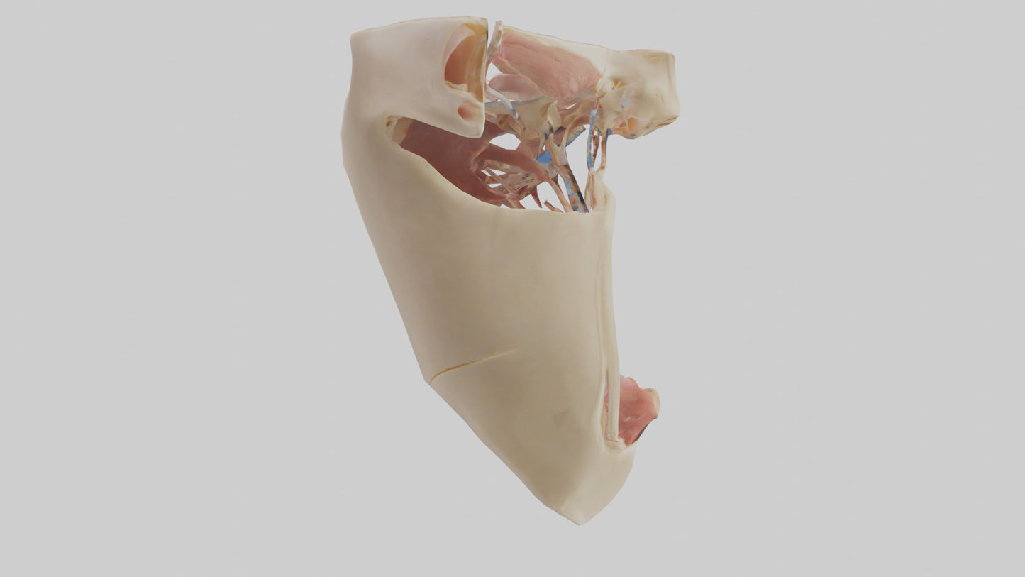 Human Larynx Model VR / AR / low-poly