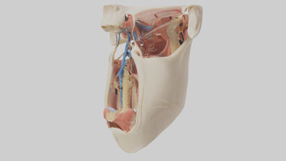 Human Larynx Model VR / AR / low-poly