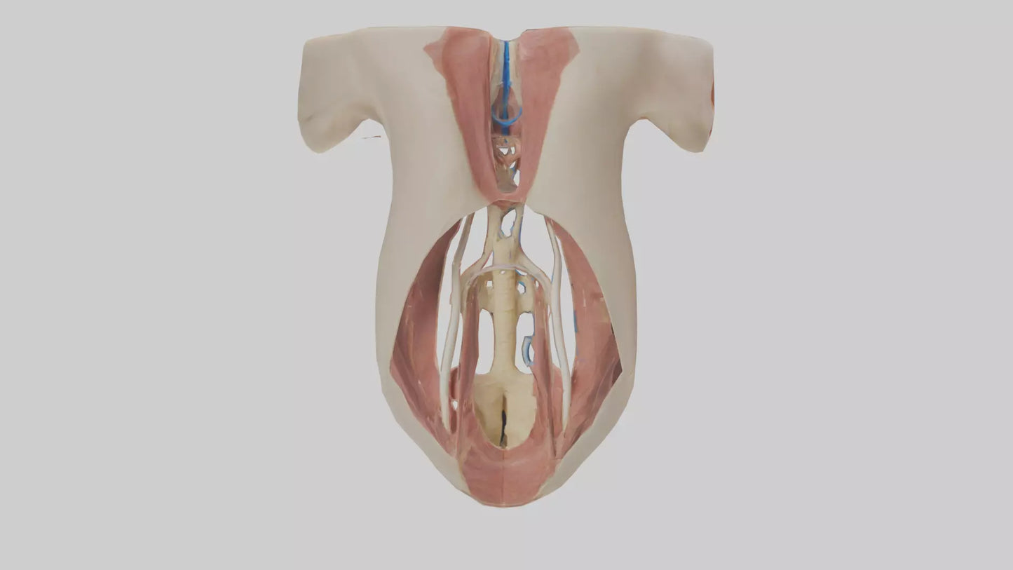 Human Larynx Model VR / AR / low-poly
