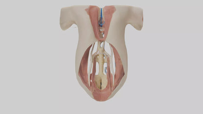 Human Larynx Model VR / AR / low-poly