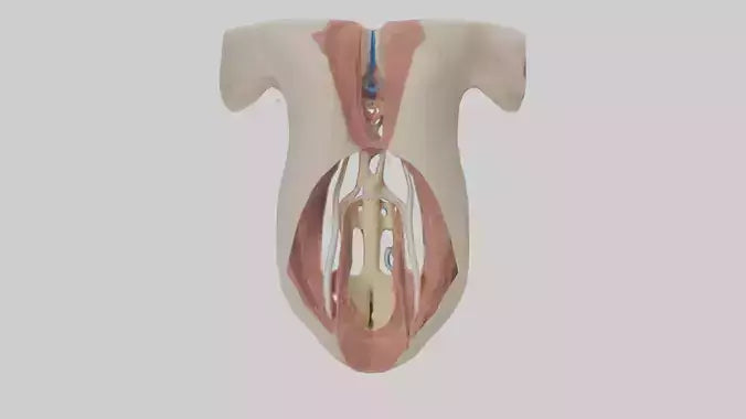Human Larynx Model VR / AR / low-poly