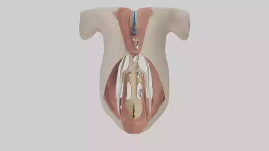 Human Larynx Model VR / AR / low-poly