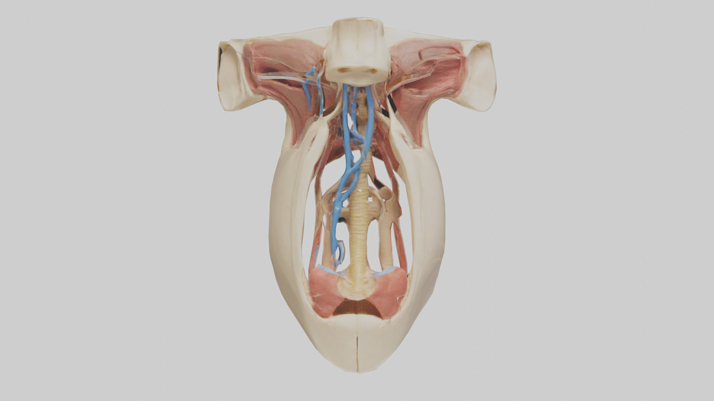 Human Larynx Model VR / AR / low-poly