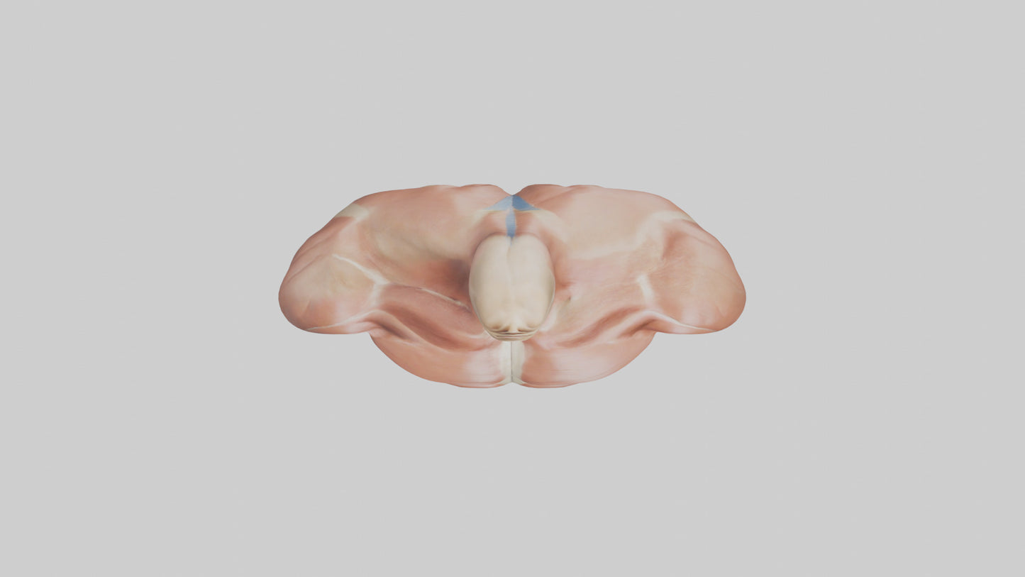 Human Latissimus Dorsi Model VR / AR / low-poly