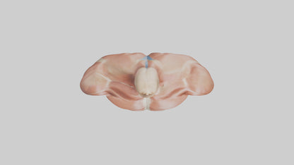 Human Latissimus Dorsi Model VR / AR / low-poly
