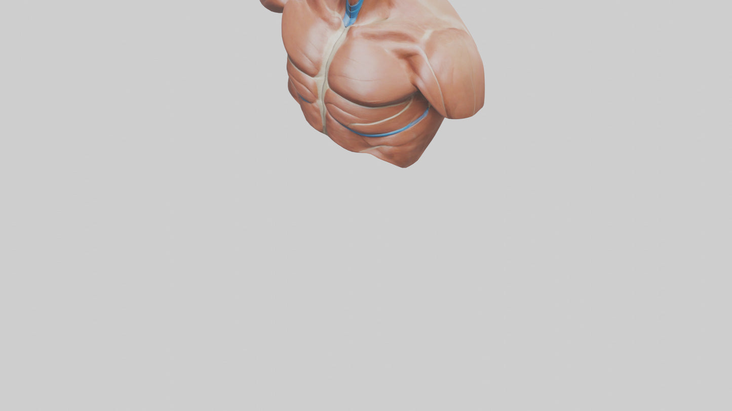 Human Latissimus Dorsi Model VR / AR / low-poly