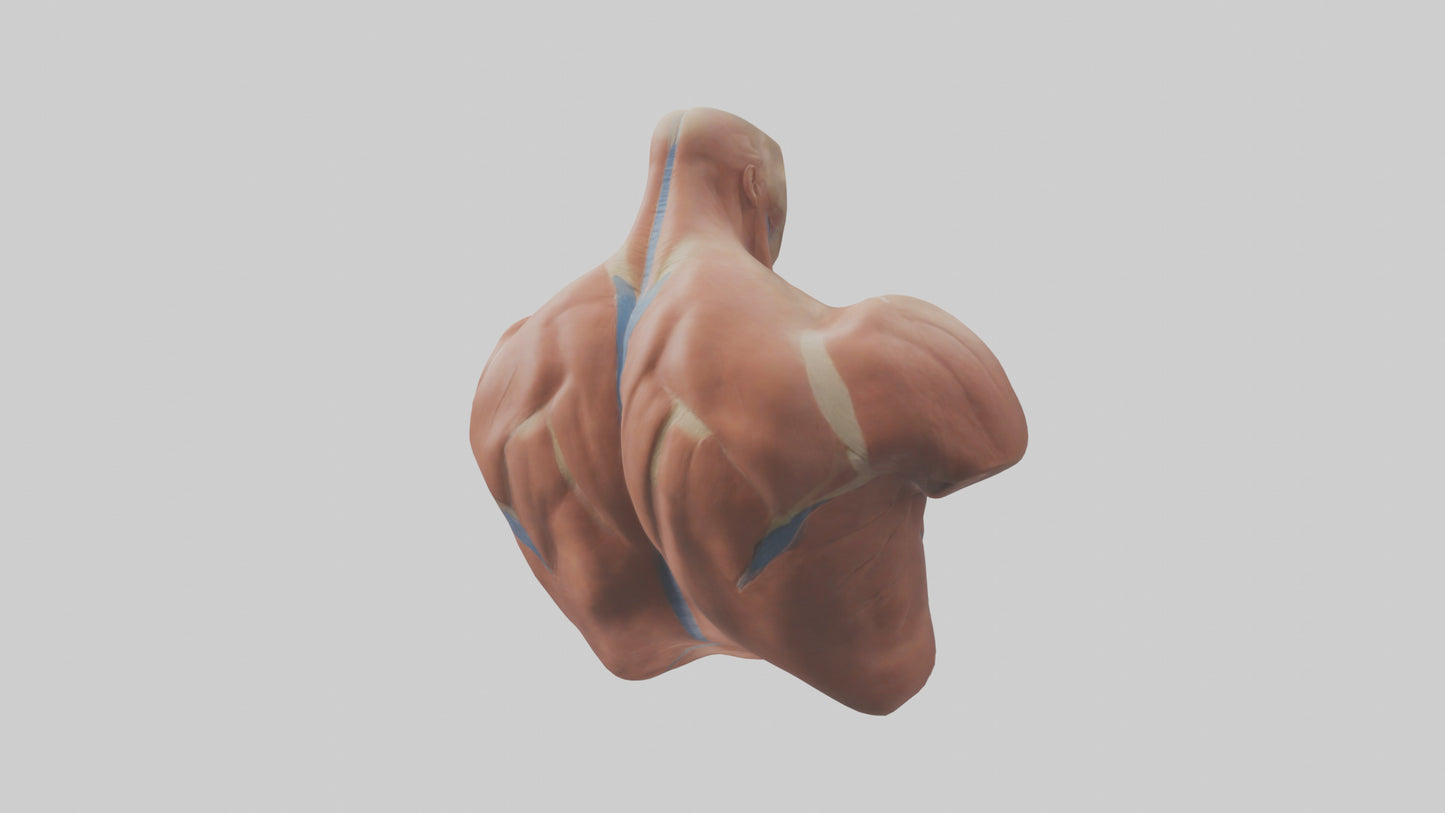 Human Latissimus Dorsi Model VR / AR / low-poly
