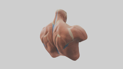 Human Latissimus Dorsi Model VR / AR / low-poly