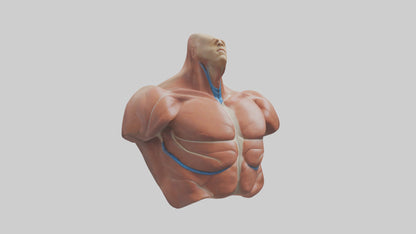 Human Latissimus Dorsi Model VR / AR / low-poly