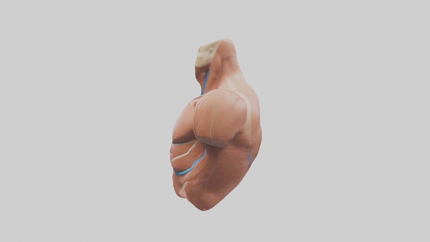 Human Latissimus Dorsi Model VR / AR / low-poly