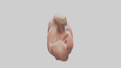 Human Latissimus Dorsi Model VR / AR / low-poly