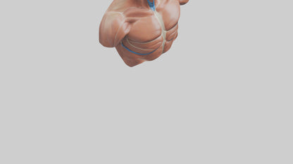 Human Latissimus Dorsi Model VR / AR / low-poly