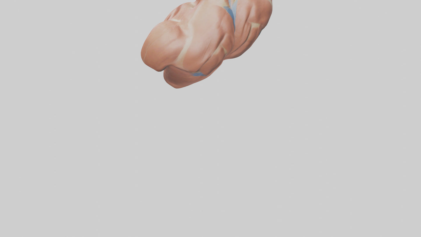 Human Latissimus Dorsi Model VR / AR / low-poly