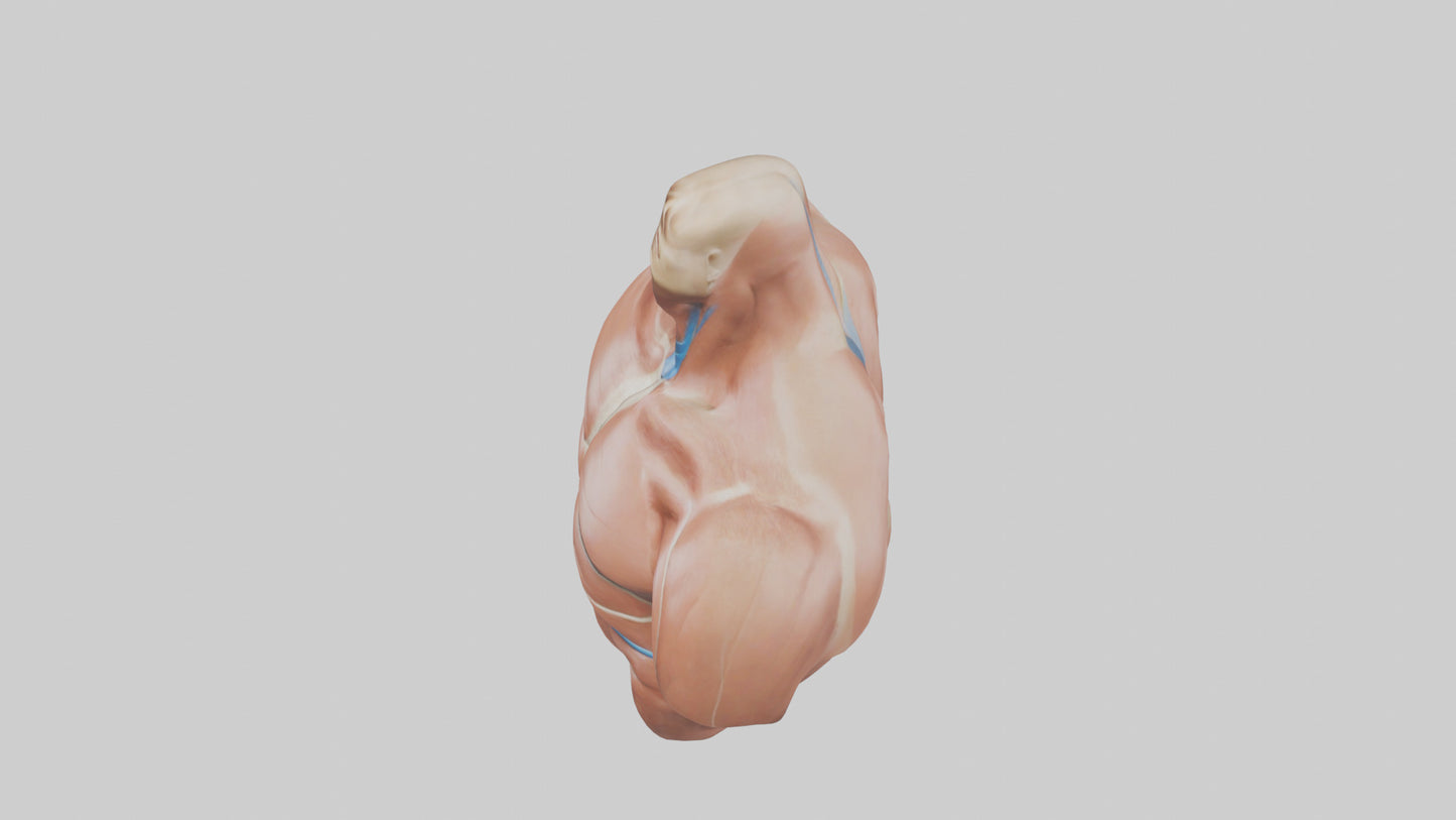Human Latissimus Dorsi Model VR / AR / low-poly