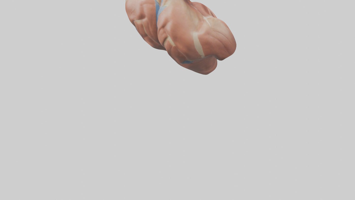 Human Latissimus Dorsi Model VR / AR / low-poly
