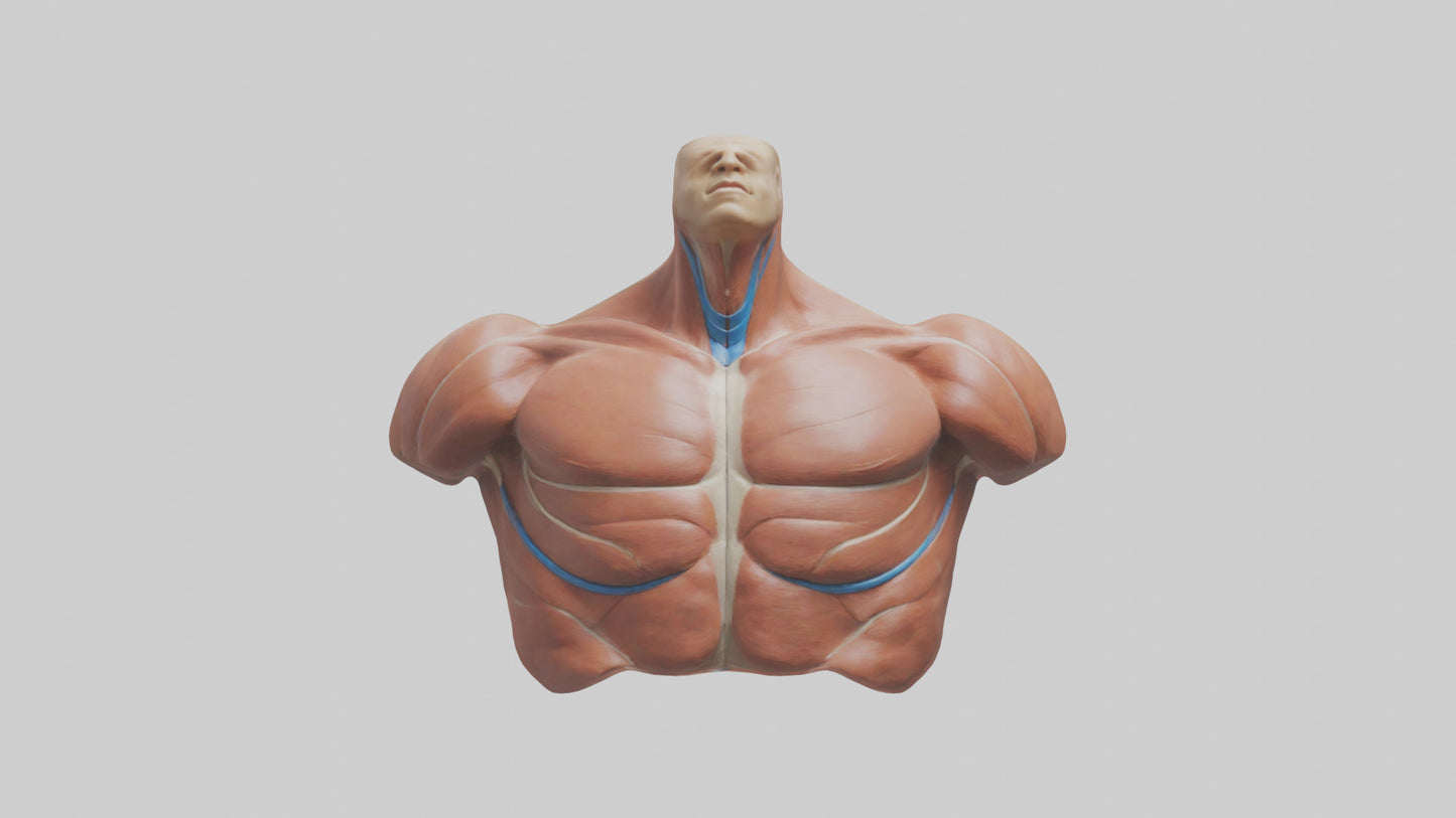 Human Latissimus Dorsi Model VR / AR / low-poly