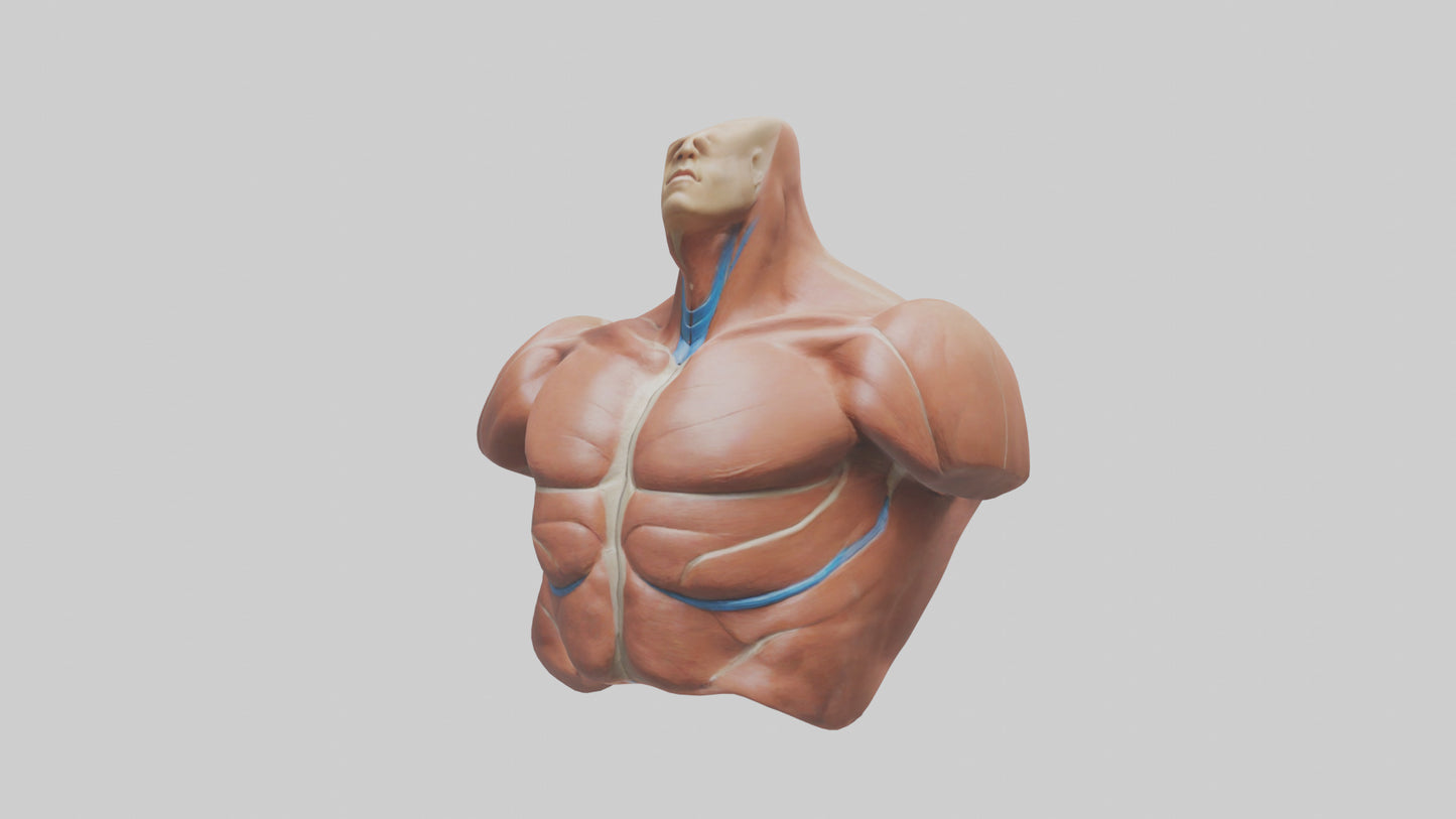Human Latissimus Dorsi Model VR / AR / low-poly