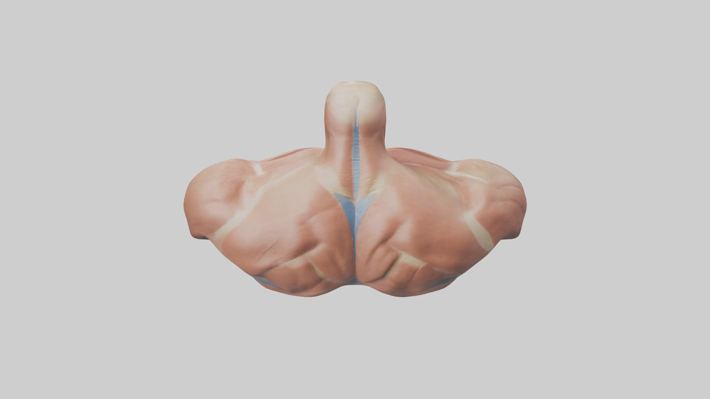 Human Latissimus Dorsi Model VR / AR / low-poly