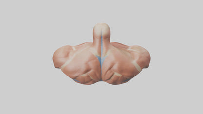 Human Latissimus Dorsi Model VR / AR / low-poly