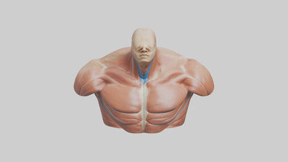 Human Latissimus Dorsi Model VR / AR / low-poly