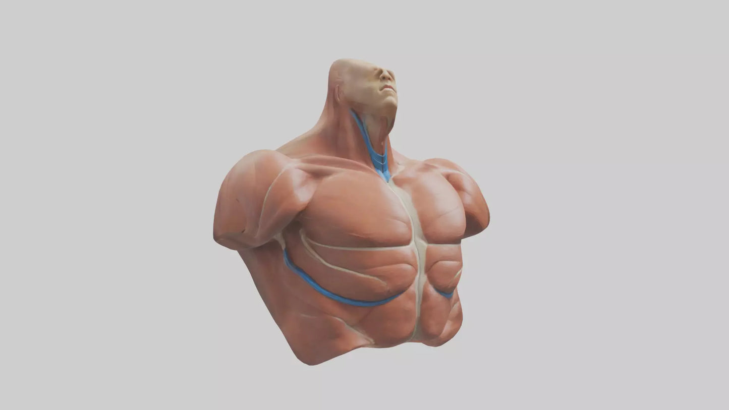 Human Latissimus Dorsi Model VR / AR / low-poly