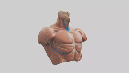Human Latissimus Dorsi Model VR / AR / low-poly