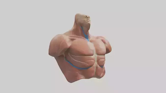 Human Latissimus Dorsi Model VR / AR / low-poly