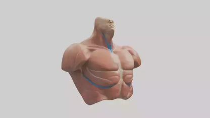 Human Latissimus Dorsi Model VR / AR / low-poly