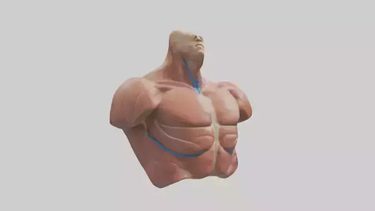 Human Latissimus Dorsi Model VR / AR / low-poly