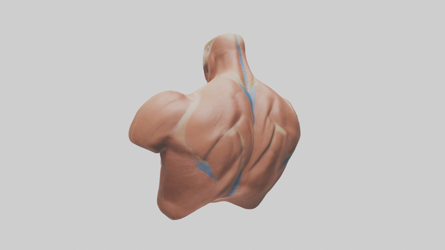 Human Latissimus Dorsi Model VR / AR / low-poly