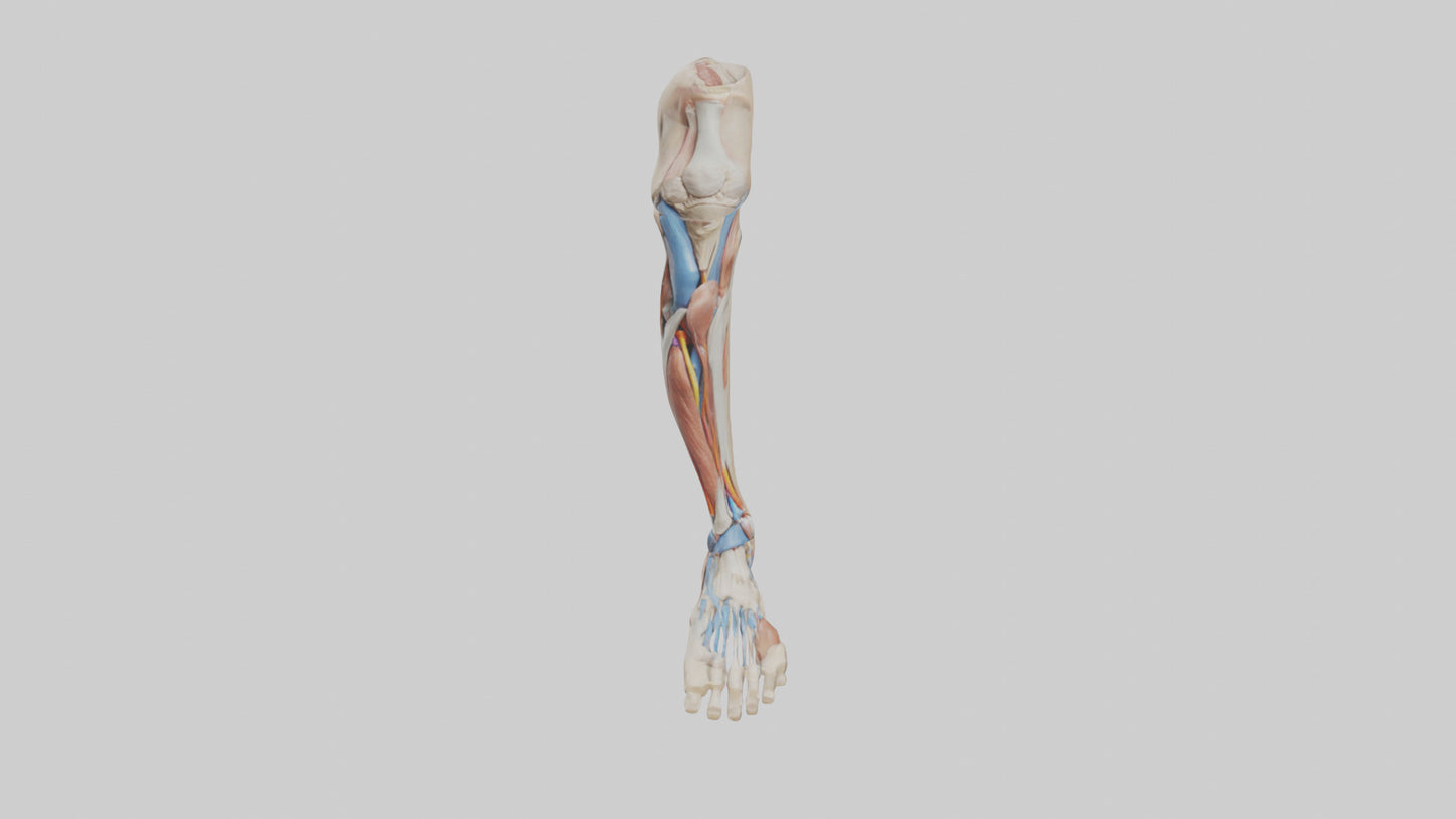 3D model Human Leg Anatomy Model VR / AR / low-poly