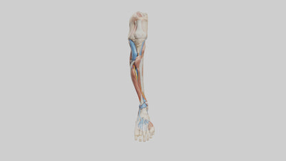 3D model Human Leg Anatomy Model VR / AR / low-poly