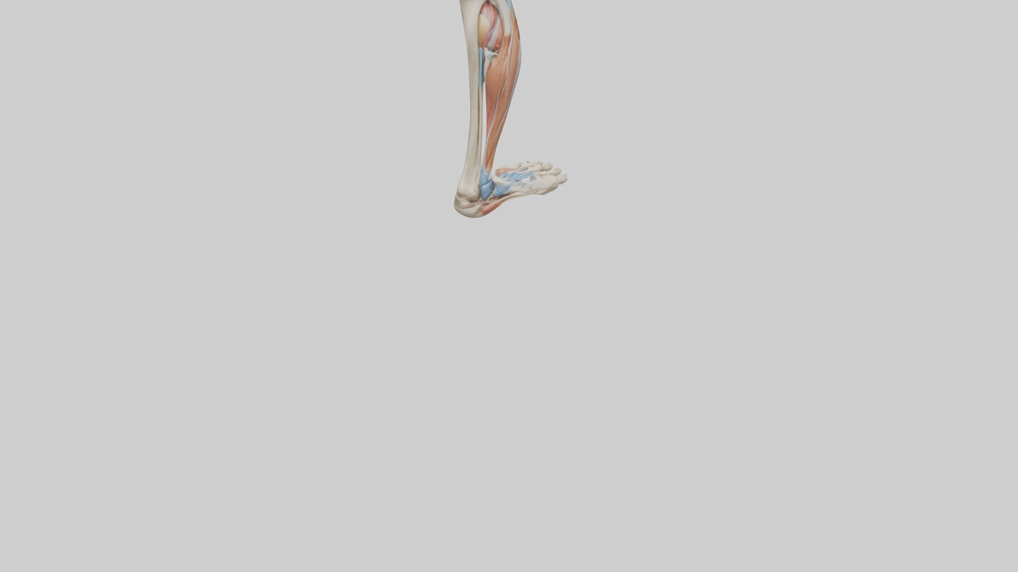 3D model Human Leg Anatomy Model VR / AR / low-poly